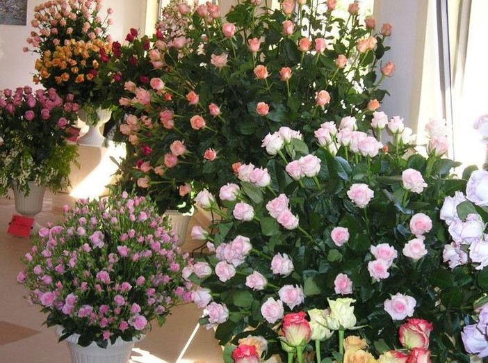 San Biagio della Cima; 'Rose in Esposizione 2012', oggi seconda giornata San Biagio della Cima; 'Rose in Esposizione 2012', oggi seconda giornata