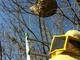 Perinaldo: rimosso pericoloso nido di vespe velutine vicino al campo sportivo