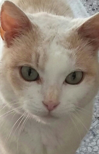 Sanremo: la bellissima gattina Rosina è stata adottata Sanremo: la bellissima gattina Rosina è stata adottata