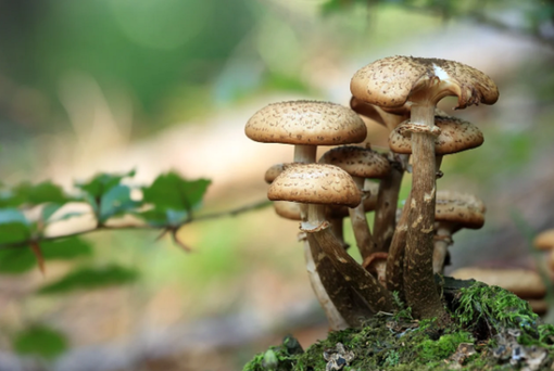 Triora: funghi a Sanson, via ai permessi 2026. Posti limitati, costi raddoppiati da luglio e controlli serrati