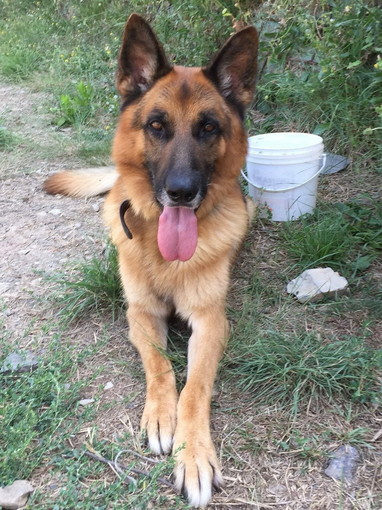 Chiusavecchia: canile "Gli Ulivi" il pastore tedesco Rex cerca una casetta Chiusavecchia: canile "Gli Ulivi" il pastore tedesco Rex cerca una casetta