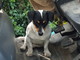 Sanremo: trovata cagnolina vicino alle Suore del Carmelo, si cercano i proprietari