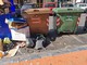 Ventimiglia festeggia San Secondo, Scullino: "La città si presenta sporca e inadeguata" (Foto) Ventimiglia festeggia San Secondo, Scullino: "La città si presenta sporca e inadeguata" (Foto)