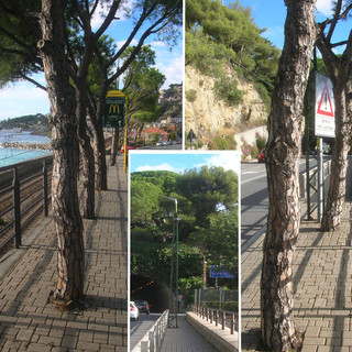 Bordighera: ringhiera a capo Migliarese in pessime condizioni, Ramoino chiede intervento di manutenzione Bordighera: ringhiera a capo Migliarese in pessime condizioni, Ramoino chiede intervento di manutenzione