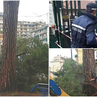 Sanremo: grosso ramo crolla nei giardinetti delle scuole del borgo, intervento della Polizia Locale