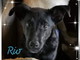 Sanremo: il cucciolone Rio cerca una nuova famiglia