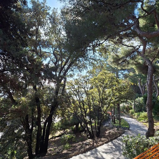 Bordighera, viabilità e sicurezza del camminamento alla pineta: affrontata in consiglio comunale l'interrogazione della minoranza