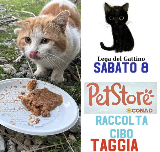 Taggia: domani all’interno del parco commerciale Spazio  Conad  raccolta cibo per i gatti e gattini randagi