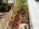 Bordighera: degrado e sterpaglie al rio Sasso, la denuncia del consigliere Ramoino “Tutta la zona è in totale abbandono” (Foto) Bordighera: degrado e sterpaglie al rio Sasso, la denuncia del consigliere Ramoino “Tutta la zona è in totale abbandono” (Foto)