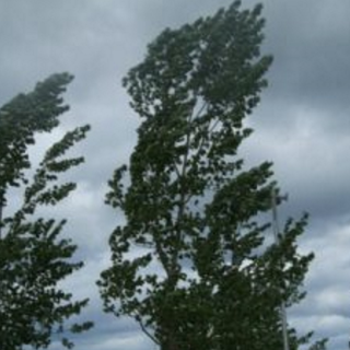 Bordighera: per le forti raffiche di vento è scattata alle 10 l'ordinanza del sindaco Ingenito