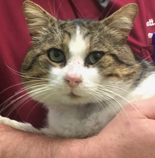 Sanremo: il gattone Romeo ha bisogno di un'adozione del cuore
