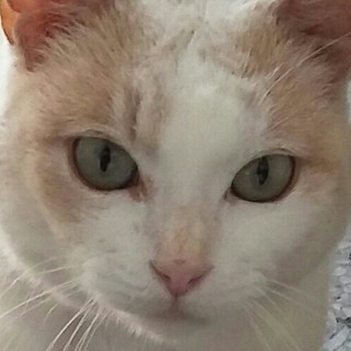 Sanremo: la bellissima gattina Rosina è stata adottata