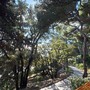 Bordighera, viabilità e sicurezza del camminamento alla pineta: affrontata in consiglio comunale l'interrogazione della minoranza Bordighera, viabilità e sicurezza del camminamento alla pineta: affrontata in consiglio comunale l'interrogazione della minoranza