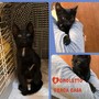 Arma di Taggia: il gattino Romoletto cerca una nuova famiglia