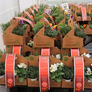 In cucina con i fiori eduli: grande successo per “Petali in vaschetta” In cucina con i fiori eduli: grande successo per “Petali in vaschetta”