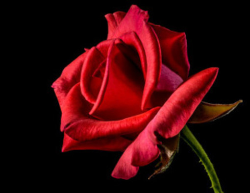 Taggia: appuntamento con una rosa rossa, la ragazza misteriosa risponde alla lettera del suo spasimante