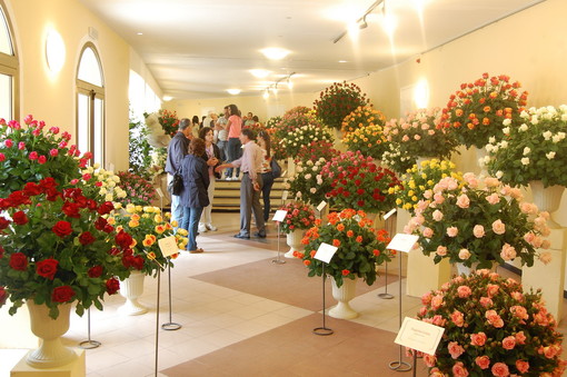 Oltre 50 aziende per la Rose di San Biagio: da sabato, in mostra il panorama rosicolo della Riviera dei Fiori