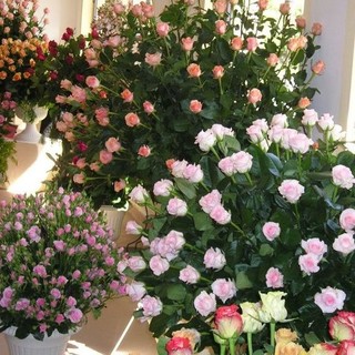 San Biagio della Cima; 'Rose in Esposizione 2012', oggi seconda giornata