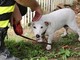 Sanremo: cagnolina lasciata in un suv con tutti i finestrini chiusi, salvata dai Vigili del Fuoco e dalla Polizia Municipale