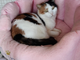 Enpa di Sanremo: un'adozione del cuore per la gattina Stregatta