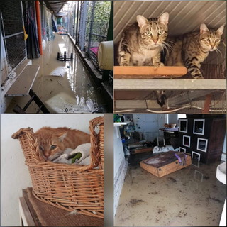 Alluvione Ventimiglia: i ringraziamenti della LNDC ai cittadini che si sono adoperati per gli animali, al via raccolta fondi Alluvione Ventimiglia: i ringraziamenti della LNDC ai cittadini che si sono adoperati per gli animali, al via raccolta fondi