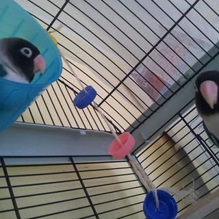 Sanremo: il pappagallino Sangria ha fatto ritorno a casa