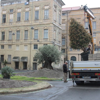 Sanremo: rimosso anche il giardino da piazza Borea D'Olmo, l'ulivo andrà in piazzale Vesco Sanremo: rimosso anche il giardino da piazza Borea D'Olmo, l'ulivo andrà in piazzale Vesco