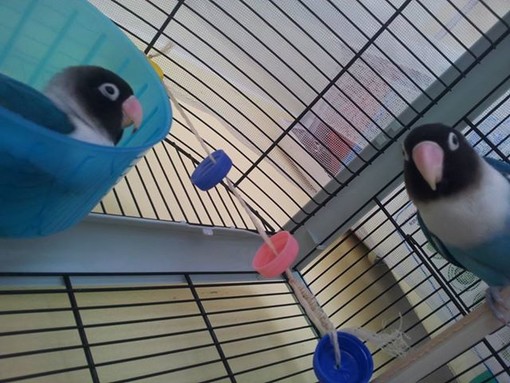 Sanremo: il pappagallino Sangria ha fatto ritorno a casa