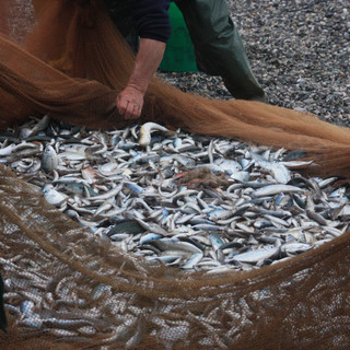 Pesca e acquacoltura, stanziati oltre 1,6 milioni per il settore in Liguria