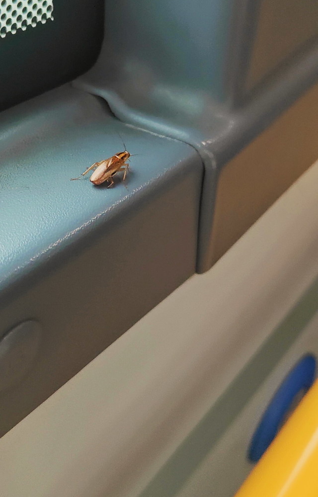 Scarafaggio su autobus Ventimiglia-Sanremo, la segnalazione con foto di un lettore