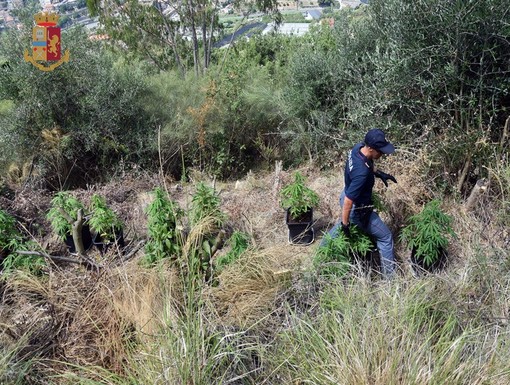 Vallebona: scoperta una piantagione di marijuana, due fratelli finiscono nei guai. Uno dei due arrestato