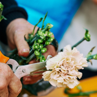 Sanremo in Fiore, il Roseto di via Escoffier tra le attrazioni simbolo del Festival dei Fiori