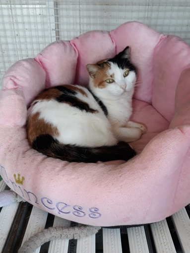 Enpa di Sanremo: un'adozione del cuore per la gattina Stregatta