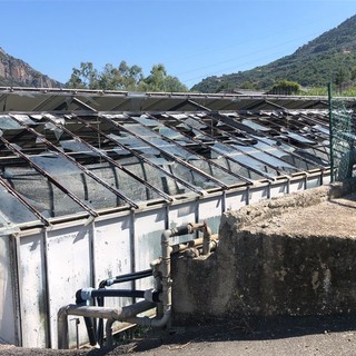 Cia Liguria: "Contro i danni del maltempo servono risorse per assicurare colture e strutture" Cia Liguria: "Contro i danni del maltempo servono risorse per assicurare colture e strutture"