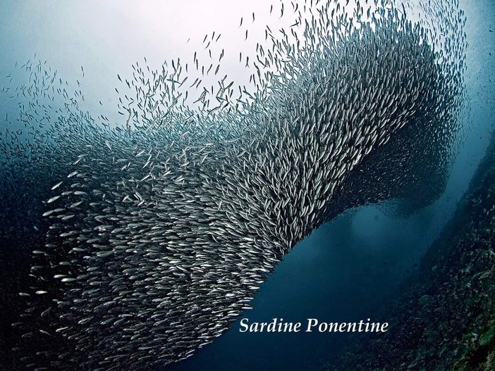 Le Sardine Ponentine lanciano l'evento di questa sera: “Basta toni violenti, ammiccamenti agli estremismi più indecenti, sdoganamento del pensiero più retrogrado”