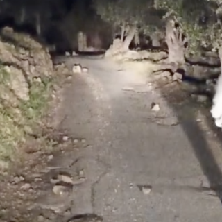 Imperia, pericolo in strada Ciosa. Crolla tutto: pezzi di muro a secco piombano sulla carreggiata