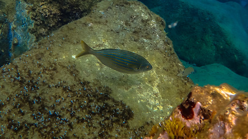 Cervo: domani in località Pilona una uscita in mare per riscoprire la targa dedicata ai 'Corallini'