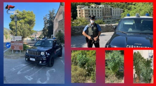 Isolabona: coltivano illegalmente canapa indiana, un francese e un italiano denunciati dai Carabinieri Isolabona: coltivano illegalmente canapa indiana, un francese e un italiano denunciati dai Carabinieri