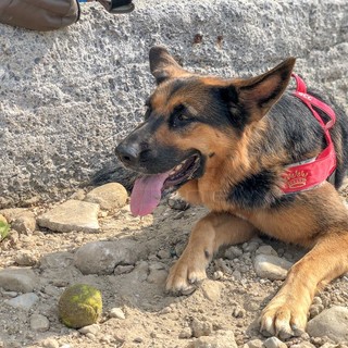 Sanremo: due spiagge libere saranno attrezzate per accogliere gli animali domestici, ok della Giunta Sanremo: due spiagge libere saranno attrezzate per accogliere gli animali domestici, ok della Giunta