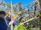 Bordighera, slegatura delle palme per ottenere parmureli: tradizione rispettata (Foto)