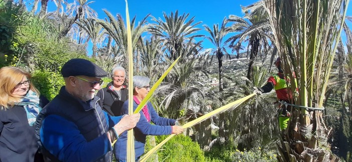 Bordighera, slegatura delle palme per ottenere parmureli: tradizione rispettata (Foto) Bordighera, slegatura delle palme per ottenere parmureli: tradizione rispettata (Foto)