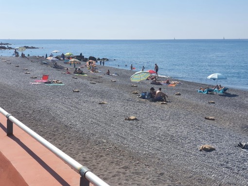 Ventimiglia: estate sicura, posizionati i sacchi di iuta nelle spiagge libere comunali (foto) Ventimiglia: estate sicura, posizionati i sacchi di iuta nelle spiagge libere comunali (foto)