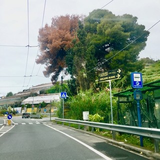Sanremo: pino morto all'altezza rotonda per valle Armea, la segnalazione con foto di un lettore