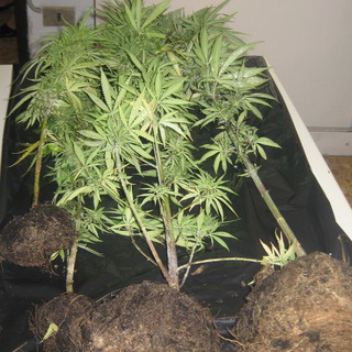 Coltivava Marijuana in un orto ad Imperia: denunciato un 60enne residente ad Andora