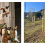 Festa di San Sebastiano, Camporosso pianta un albero per ogni bambino nato nel 2025 (Foto)