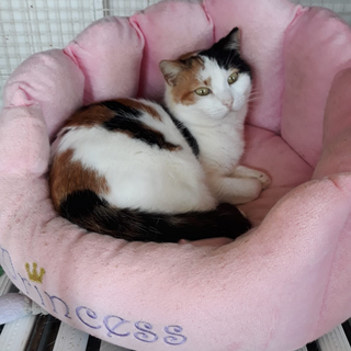 Enpa di Sanremo: un'adozione del cuore per la gattina Stregatta