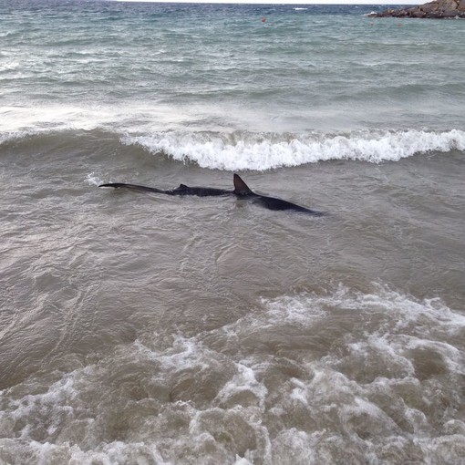 San Lorenzo al Mare: squalo avvistato sulla spiaggia, lettore "Dovrebbe essere il 'pesce volpe'"