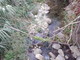 Sanremo: rami e sterpaglie a monte del torrente San Martino, la segnalazione con foto di una lettrice Sanremo: rami e sterpaglie a monte del torrente San Martino, la segnalazione con foto di una lettrice