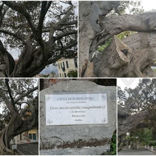 Bordighera: previsti per il mese di febbraio i primi interventi sul Ficus machrophilla monumentale davanti a Palazzo Garnier Bordighera: previsti per il mese di febbraio i primi interventi sul Ficus machrophilla monumentale davanti a Palazzo Garnier