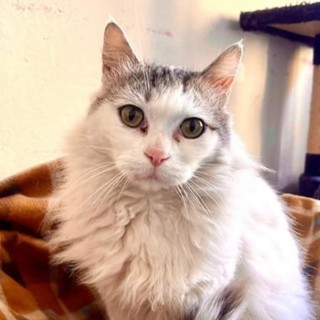 Taggia e il caso del gatto Spillo: “Prelevato di nascosto”, la Lega del Gattino lo riporta indietro e chiarisce